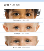 My First Bilingual Body - Imagen 4