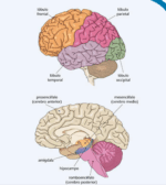 Cerebros en desarrollo neurociencia y crianza - Imagen 2